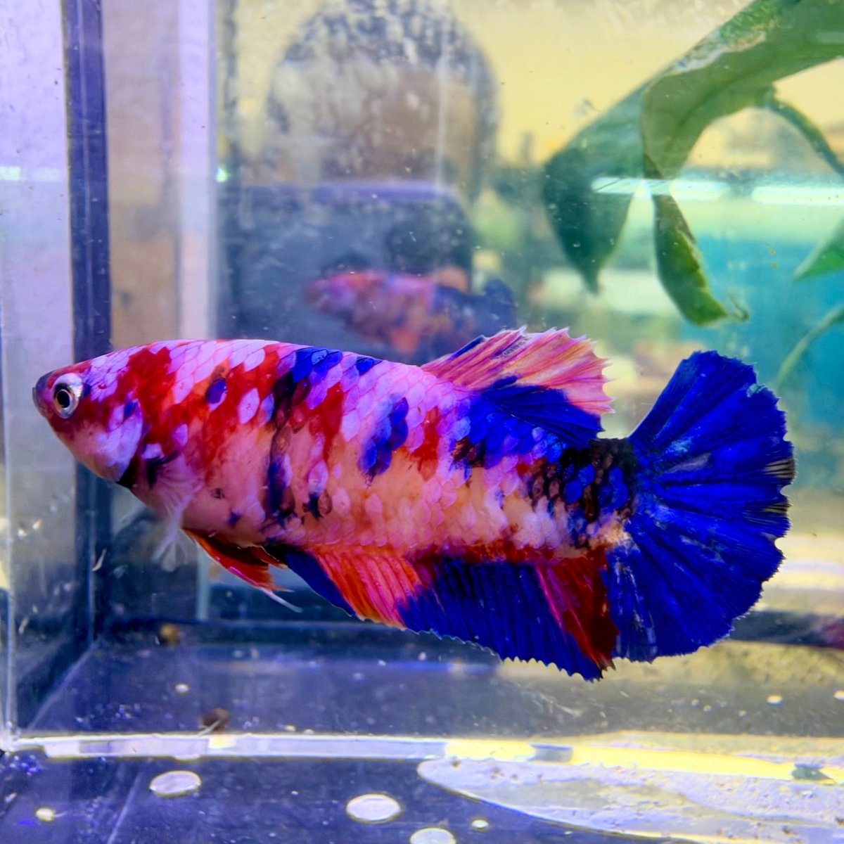 Betta Hembra Plakat Naranja Koi #D04