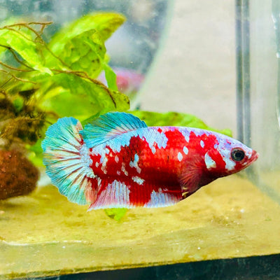 Betta Female Plakat Purple Galaxy Koi 042