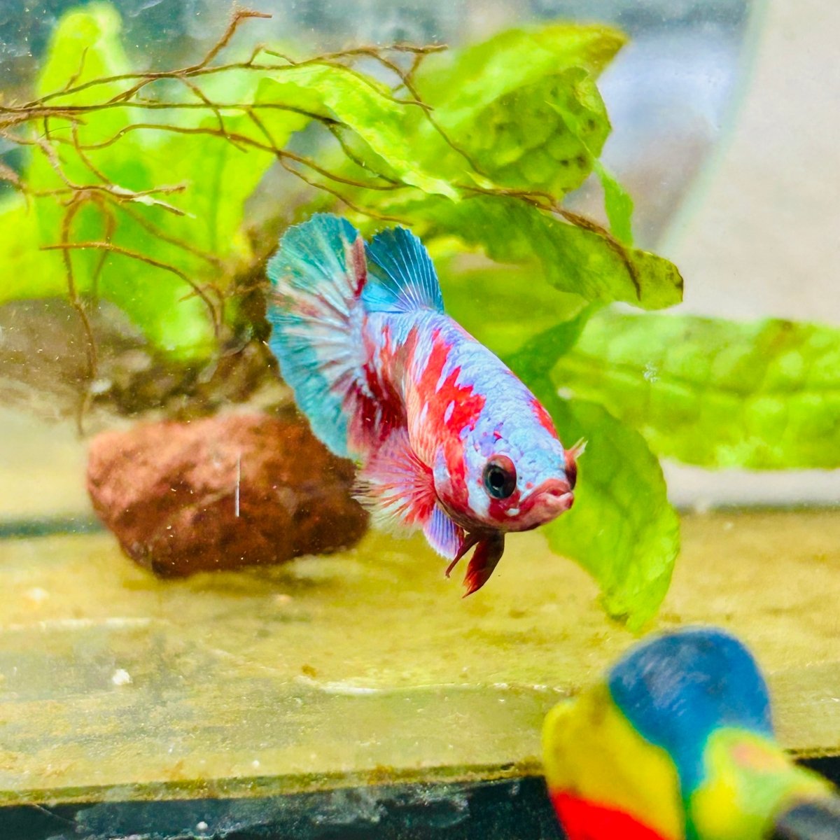 Betta Female Plakat Purple Galaxy Koi #200