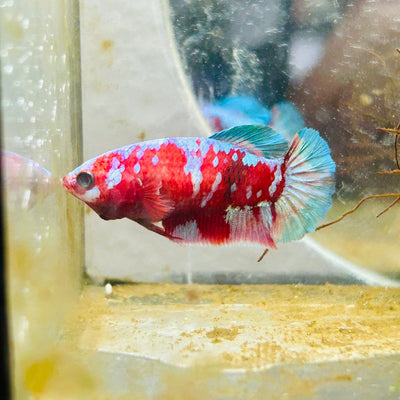 Betta Female Plakat Purple Galaxy Koi 042