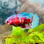 Betta Female Plakat Purple Galaxy Koi 042