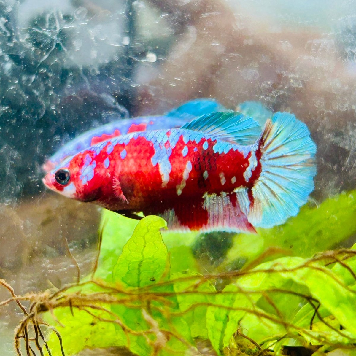 Betta Female Plakat Purple Galaxy Koi #200