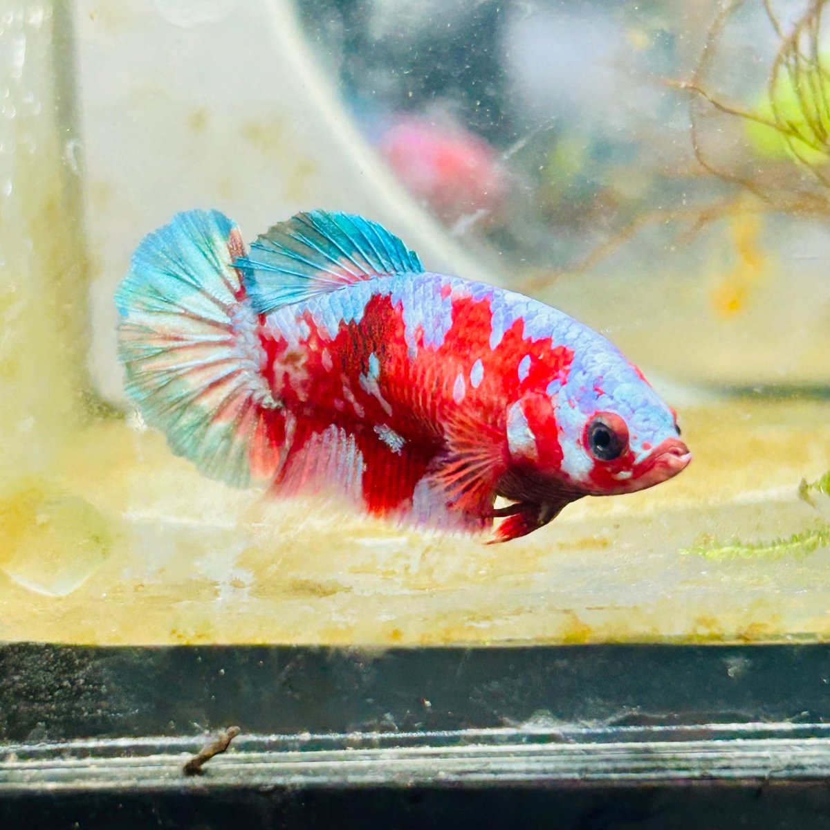 Betta Female Plakat Purple Galaxy Koi #200