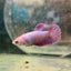 Betta Female Plakat Purple Pink 058