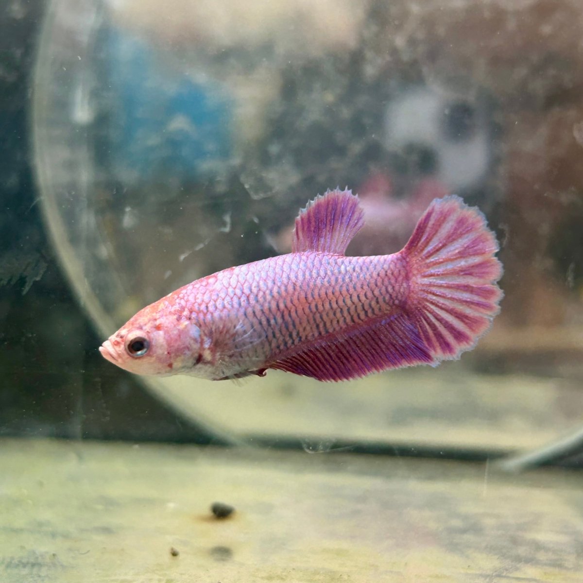 Betta Female Plakat Purple Pink 058