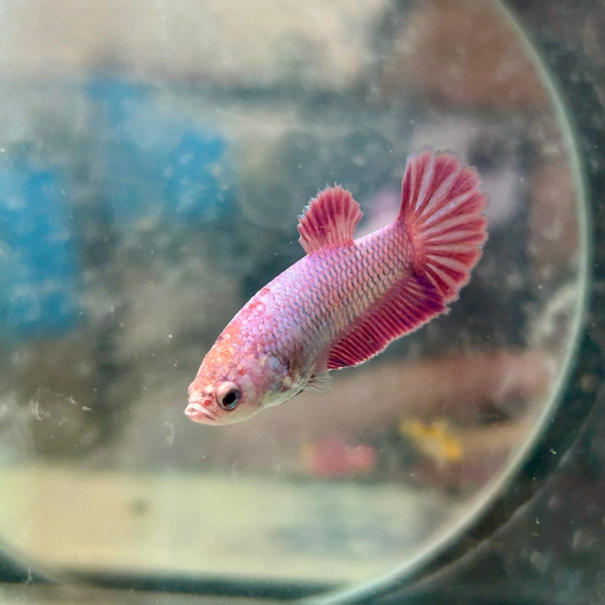 Betta Female Plakat Purple Pink 058