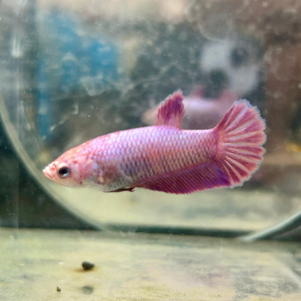 Betta Female Plakat Purple Pink 058