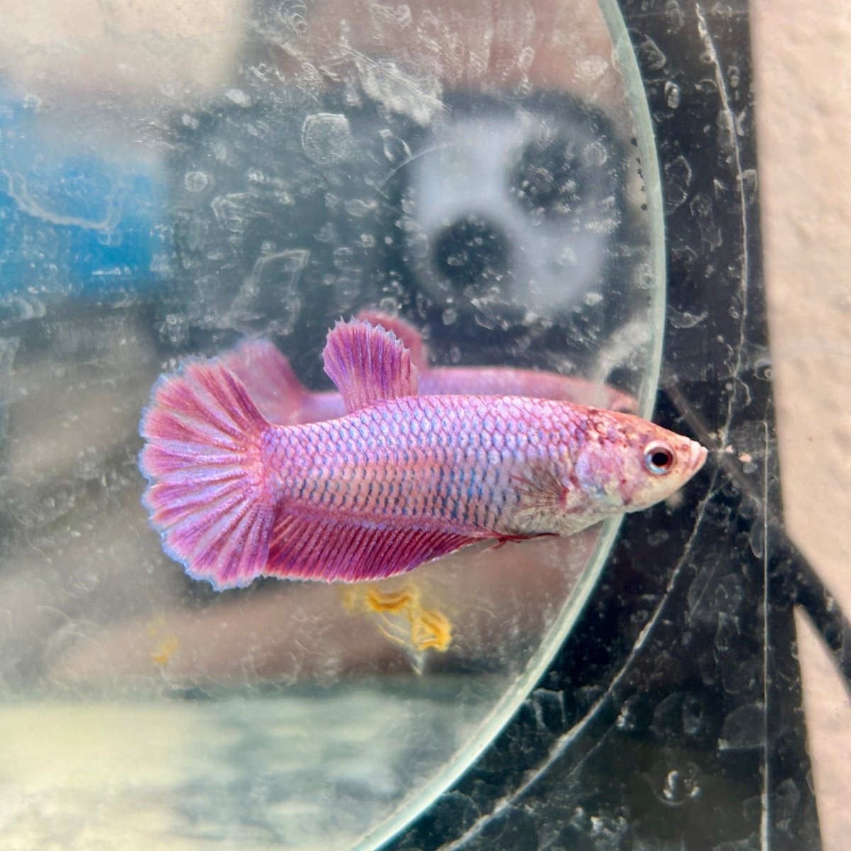 Betta Female Plakat Purple Pink 058