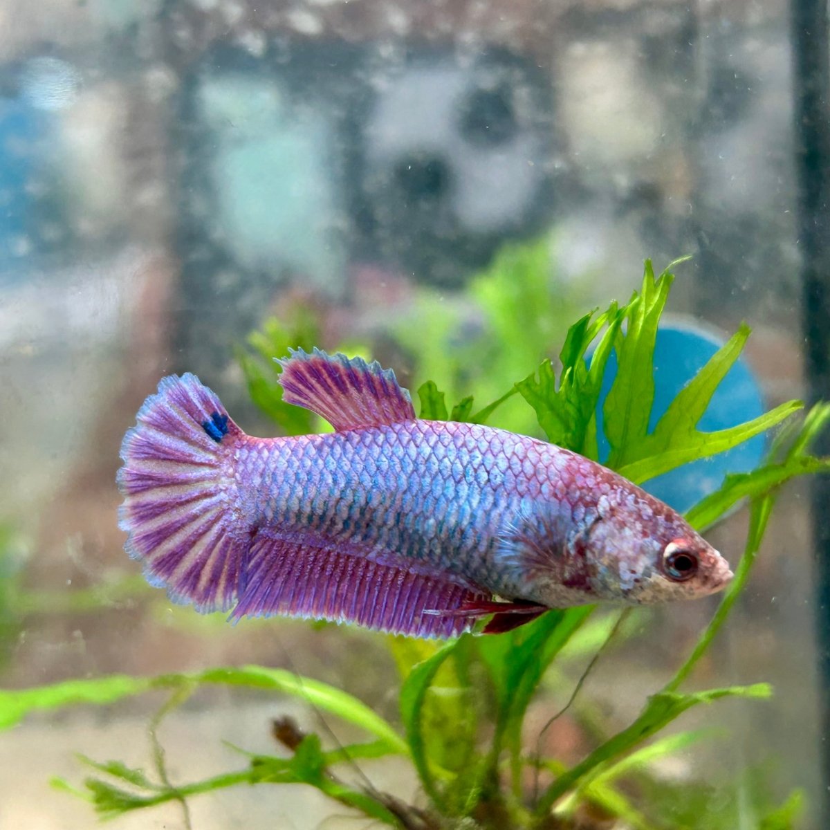 Betta Female Plakat Purple Pink 092
