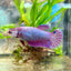 Betta Female Plakat Purple Pink 092