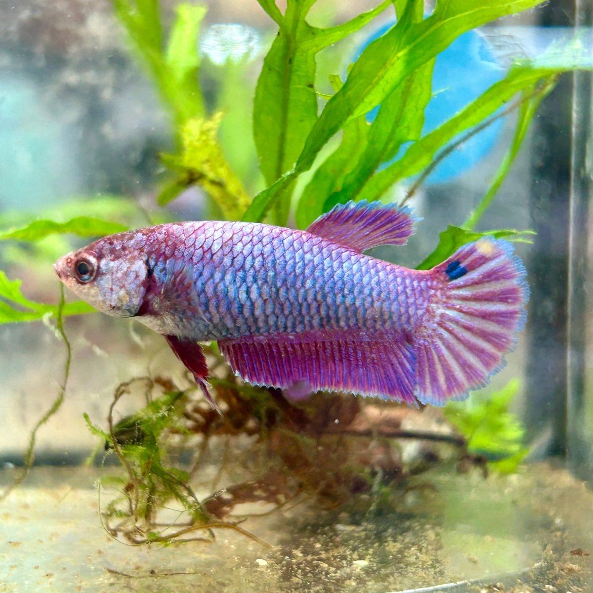 Betta Female Plakat Purple Pink 092