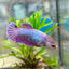 Betta Female Plakat Purple Pink 092