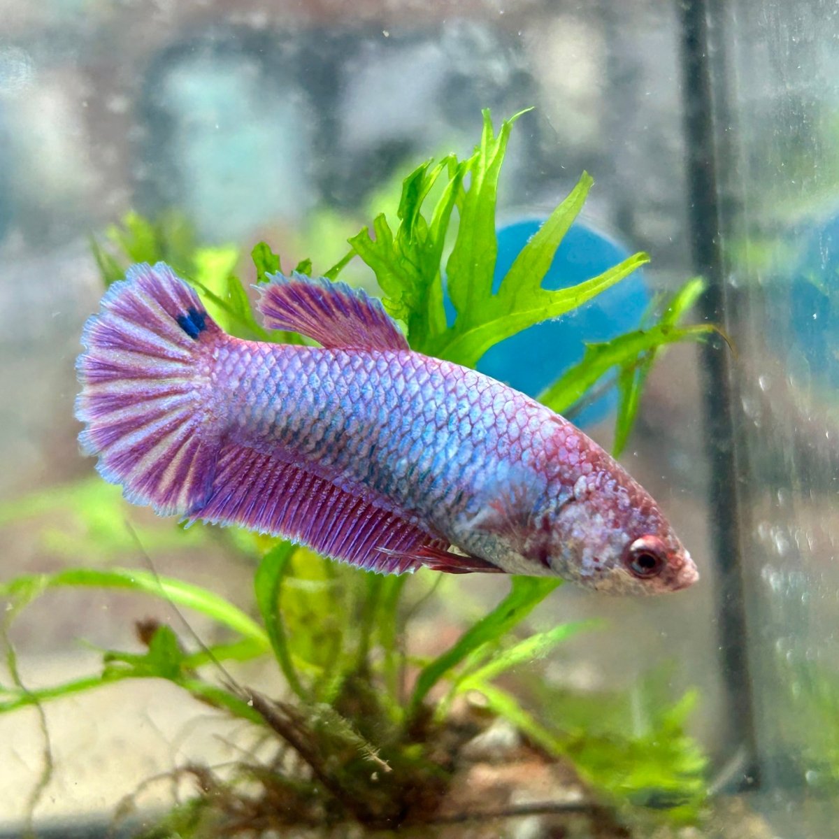 Betta Female Plakat Purple Pink 092