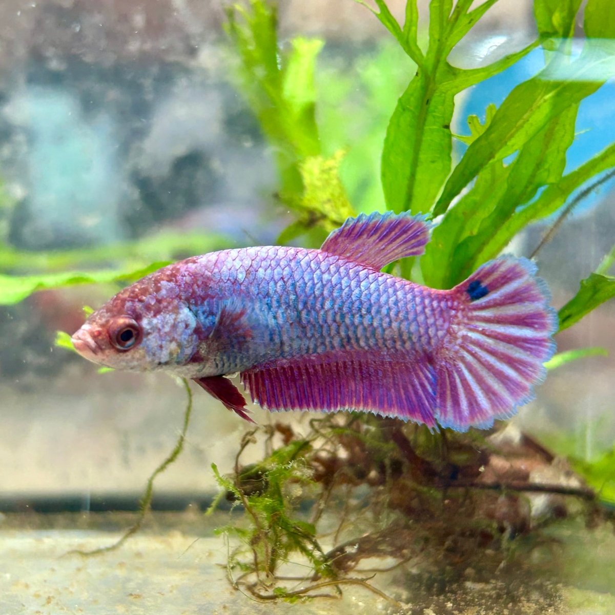 Betta Female Plakat Purple Pink 092
