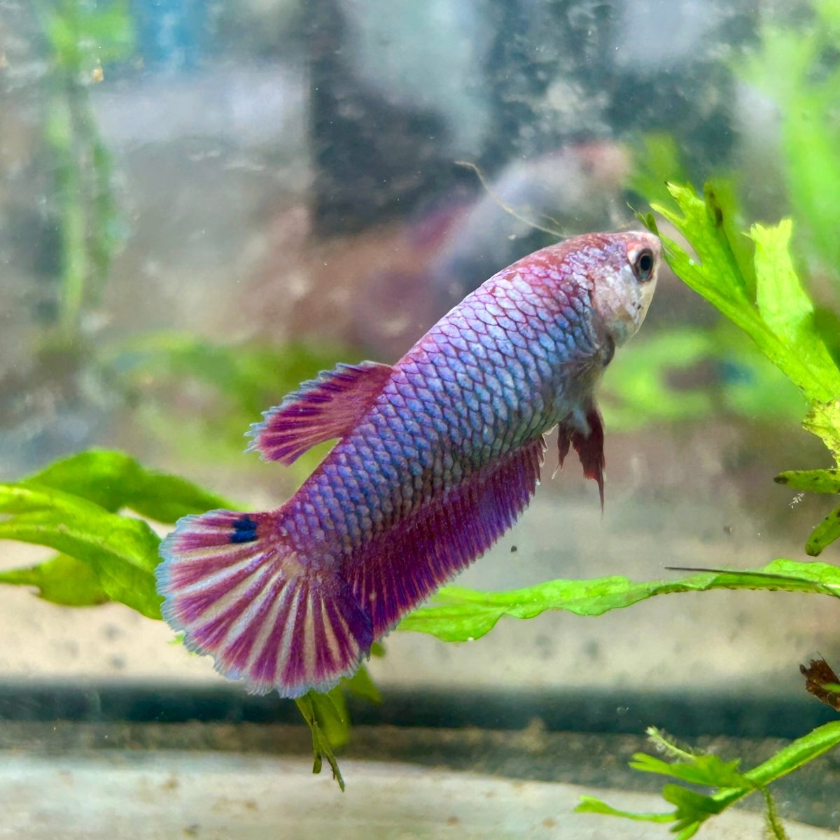 Betta Female Plakat Purple Pink 092