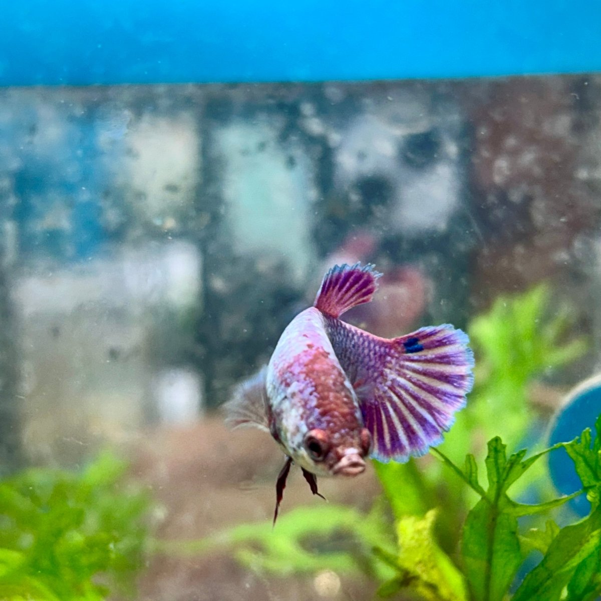Betta Female Plakat Purple Pink 092