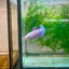 Betta Female Plakat Purple Pink 109 Live Betta Fish Female betta