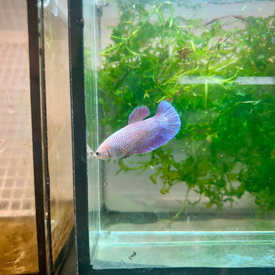 Betta Female Plakat Purple Pink 109 Live Betta Fish Female betta