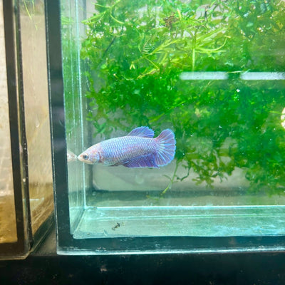 Betta Female Plakat Purple Pink 109 Live Betta Fish Female betta