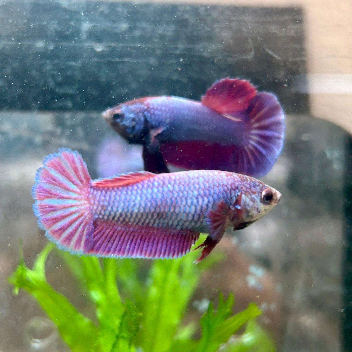 Betta Female Plakat Purple Pink 16