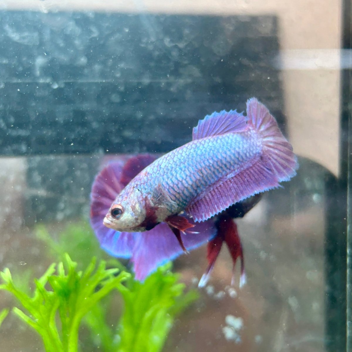 Betta Female Plakat Purple Pink 16