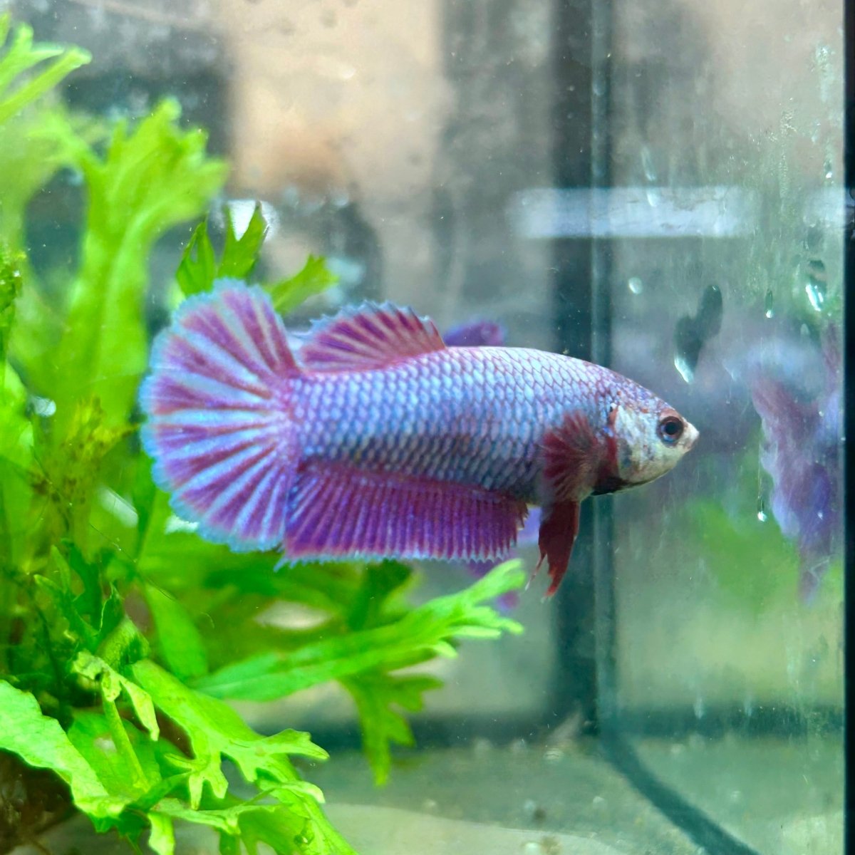 Betta Female Plakat Purple Pink 16