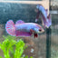 Betta Female Plakat Purple Pink 16