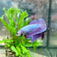 Betta Female Plakat Purple Pink 16