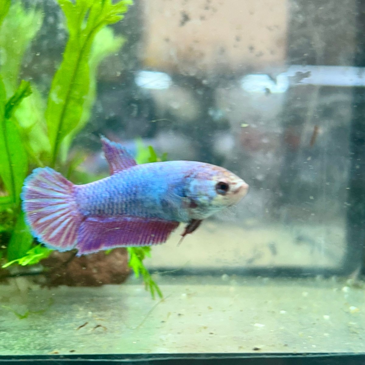 Betta Female Plakat Purple Pink 199