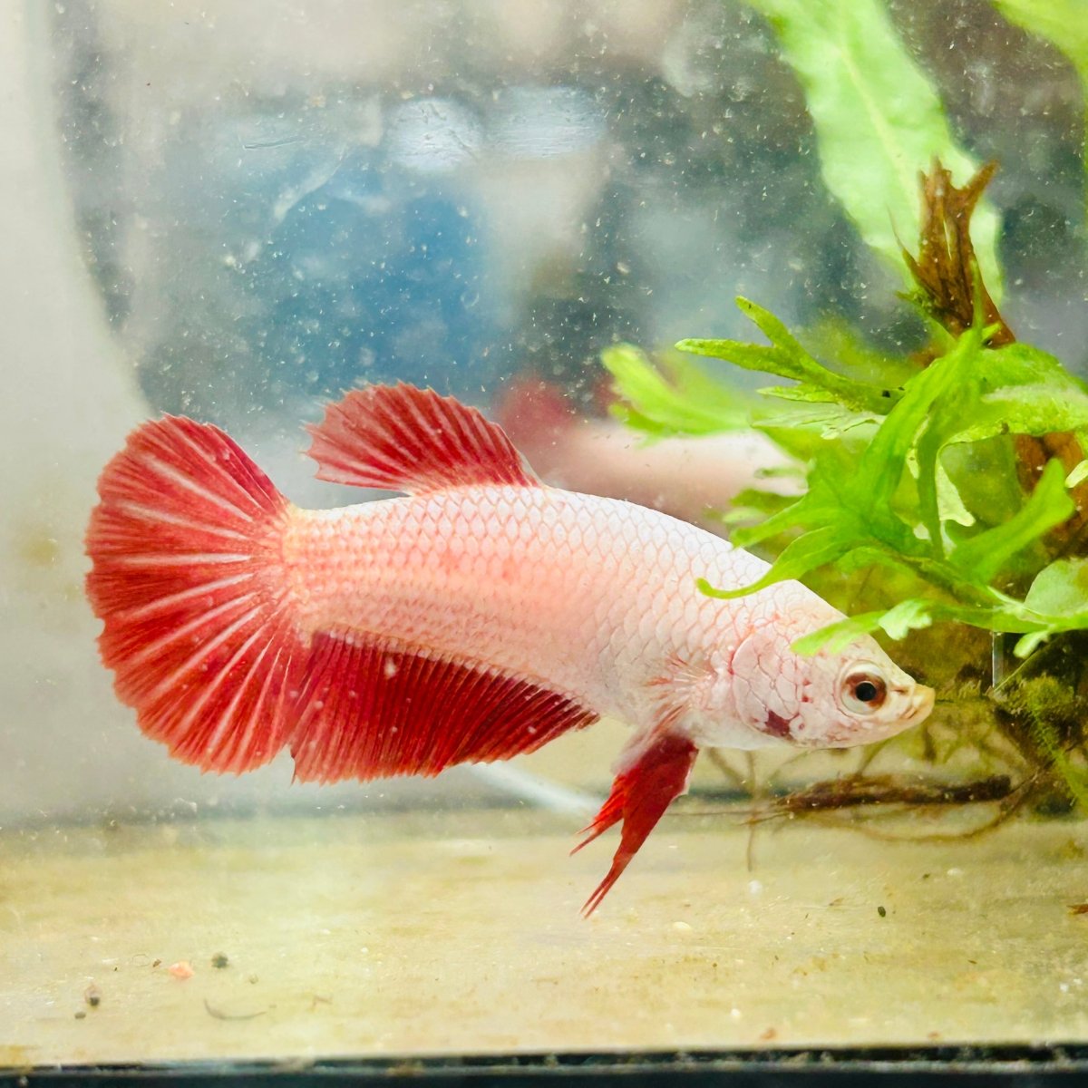 Betta Female Plakat Red Dragon 167