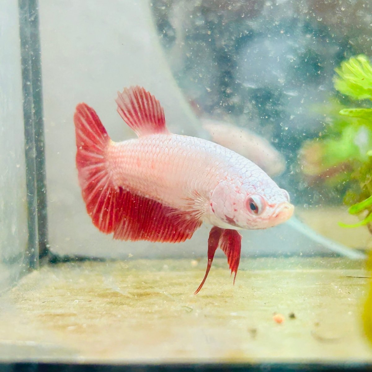 Betta Female Plakat Red Dragon 167