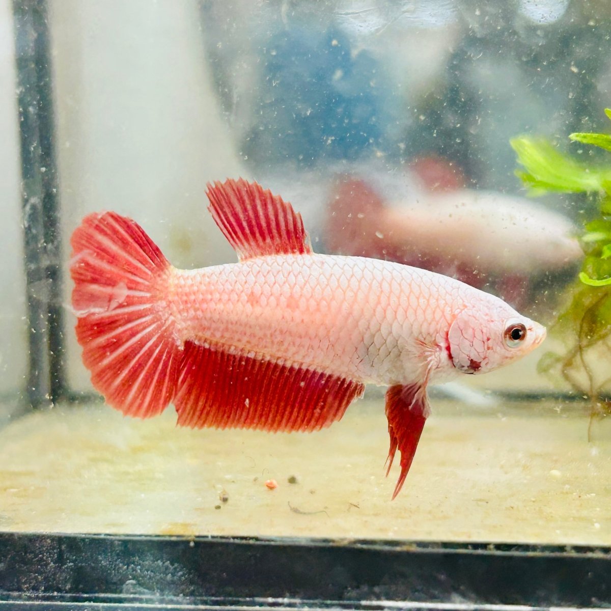 Betta Female Plakat Red Dragon 167
