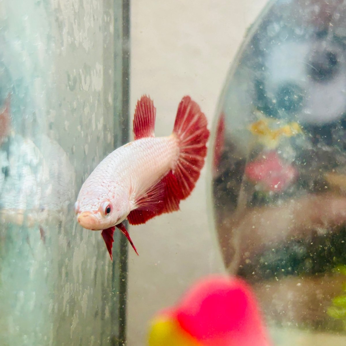 Betta Female Plakat Red Dragon 167