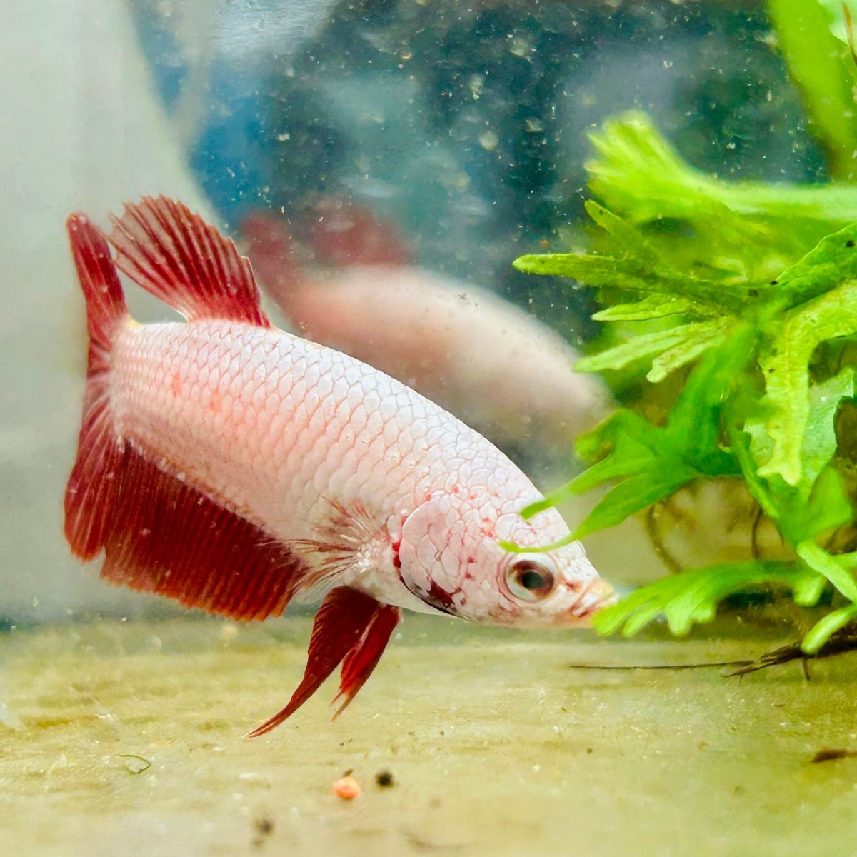 Betta Female Plakat Red Dragon 167