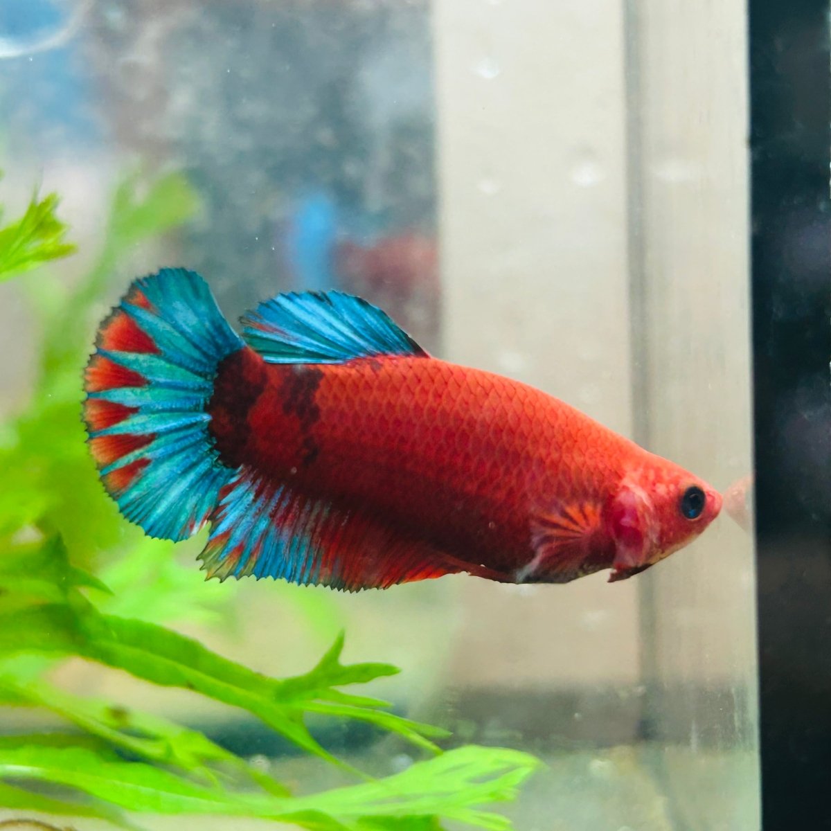 Betta Female Plakat Red Fancy 194