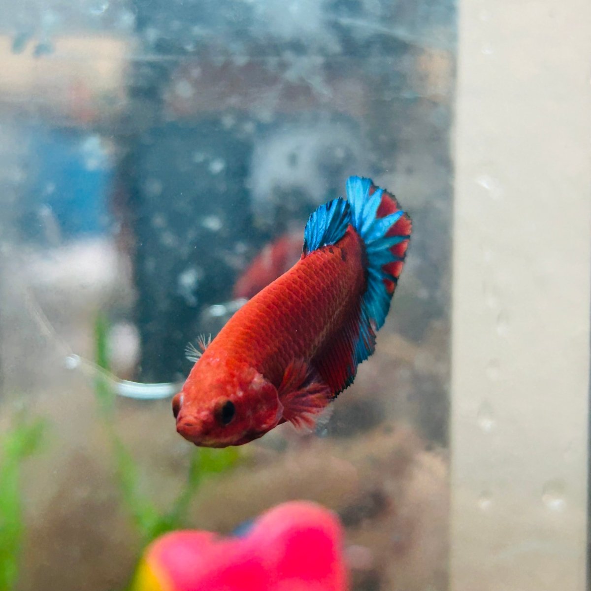 Betta Female Plakat Red Fancy 194