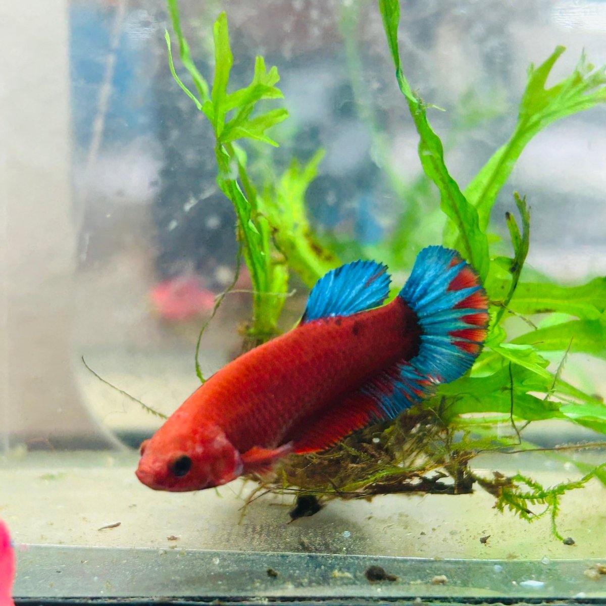 Betta Female Plakat Red Fancy 194