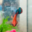Betta Female Plakat Red Fancy 194