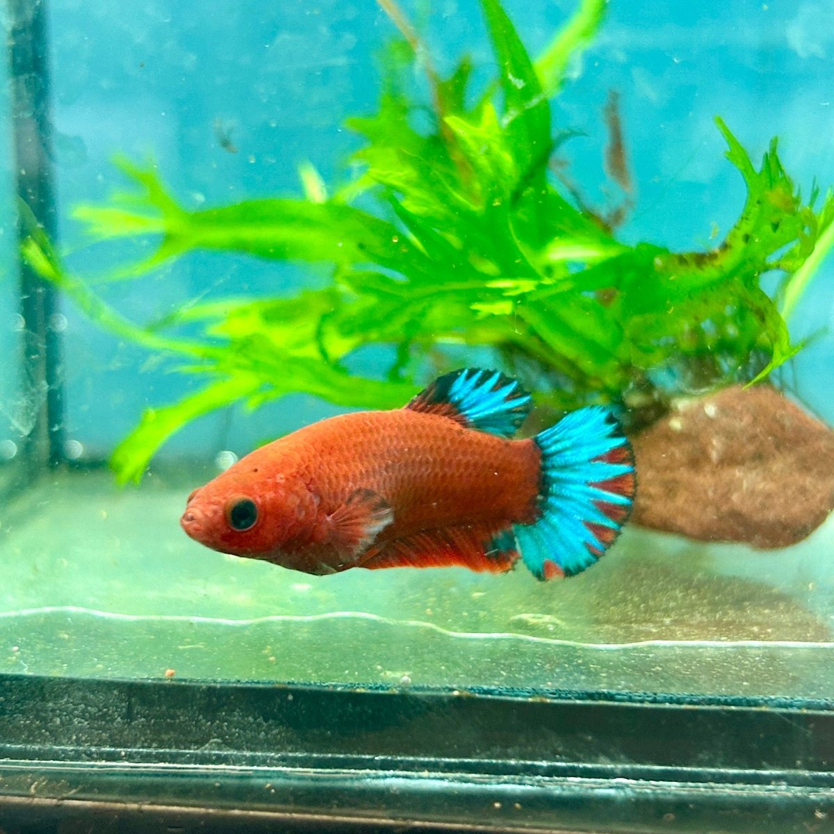 Betta Female Plakat Red Fancy Blue Tail 103