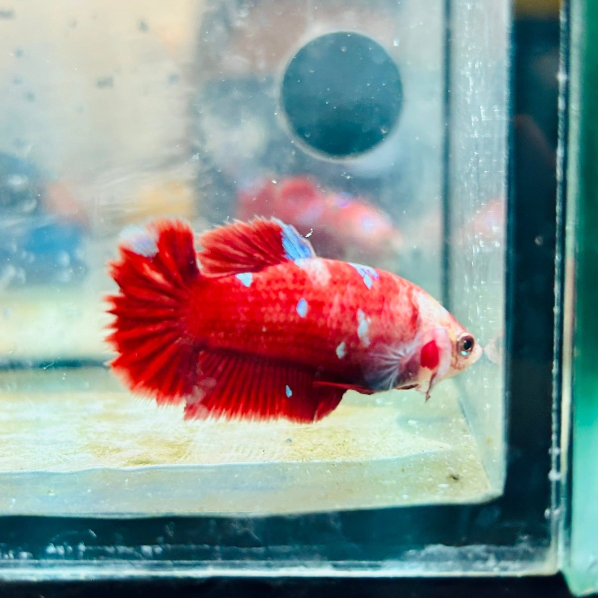 Betta Female Plakat Red Gold Galaxy 082 Female betta