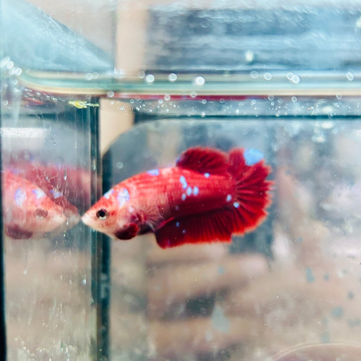 Betta Female Plakat Red Gold Galaxy 082 Female betta