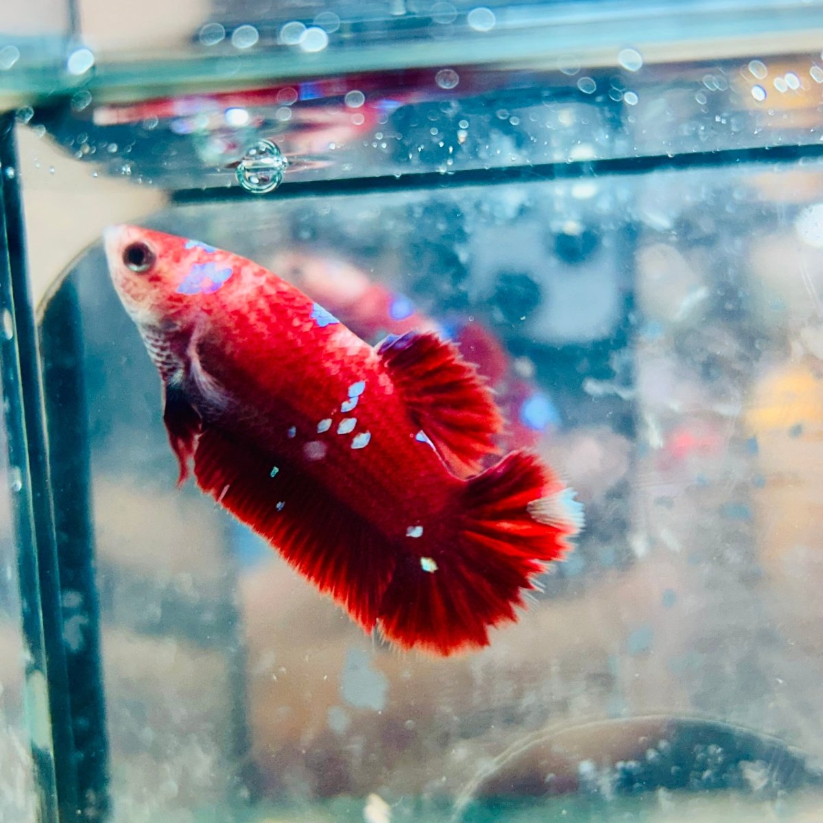Betta Female Plakat Red Gold Galaxy #082