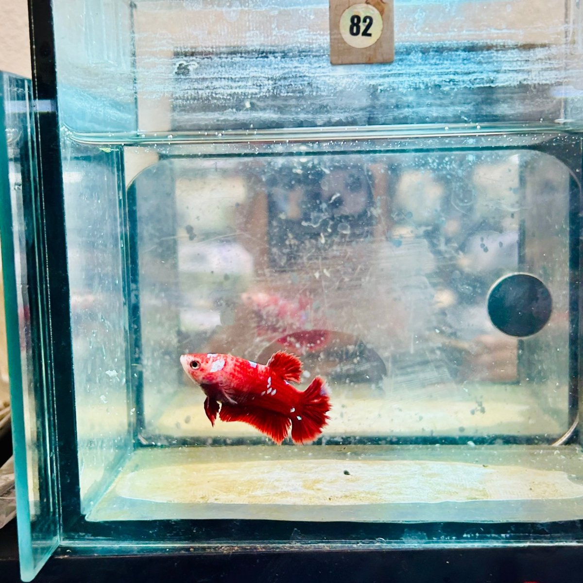 Betta Female Plakat Red Gold Galaxy #082