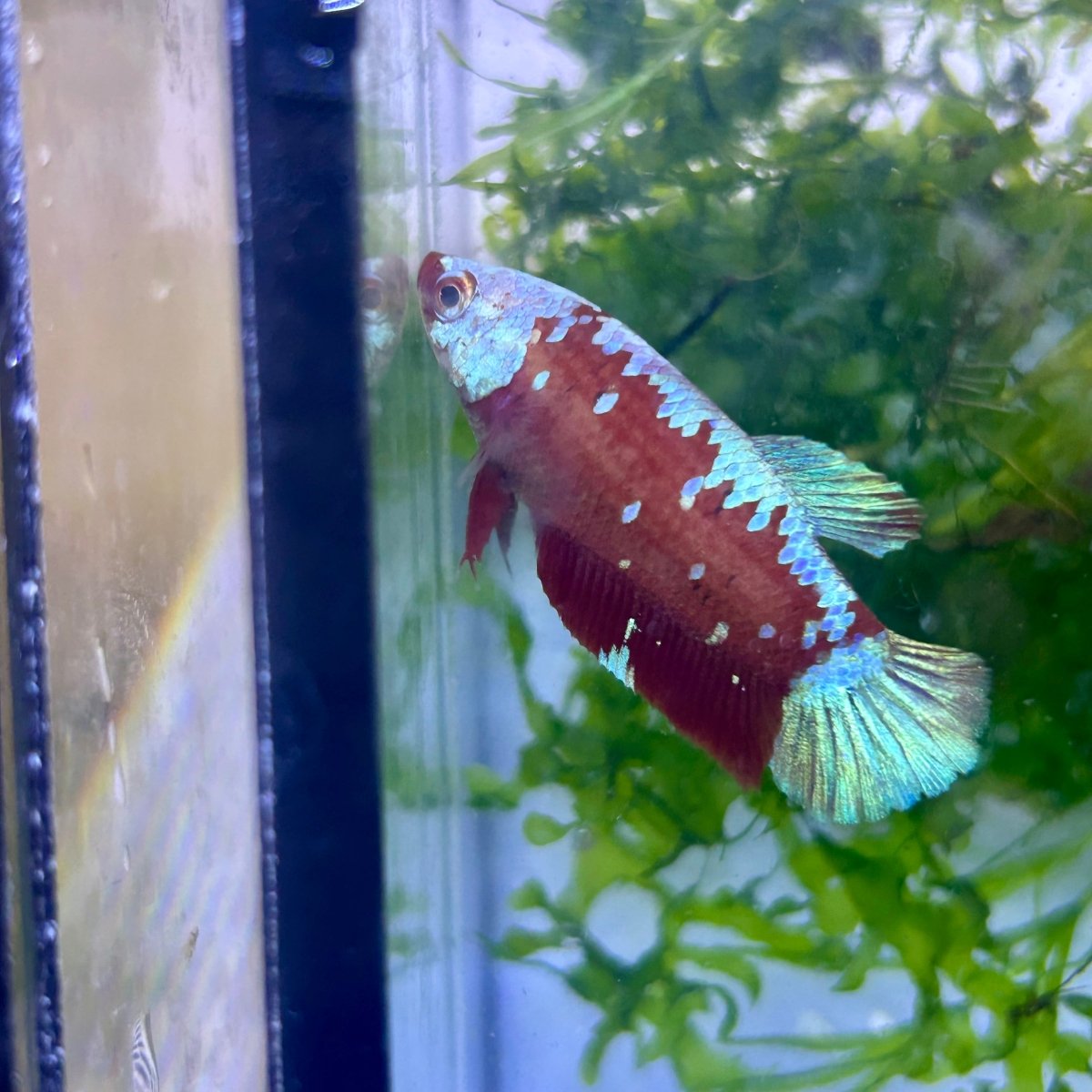 Betta Female Plakat Red Gold Galaxy 199 Female betta