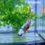 Betta Female Plakat Red Gold Galaxy 199 Female betta