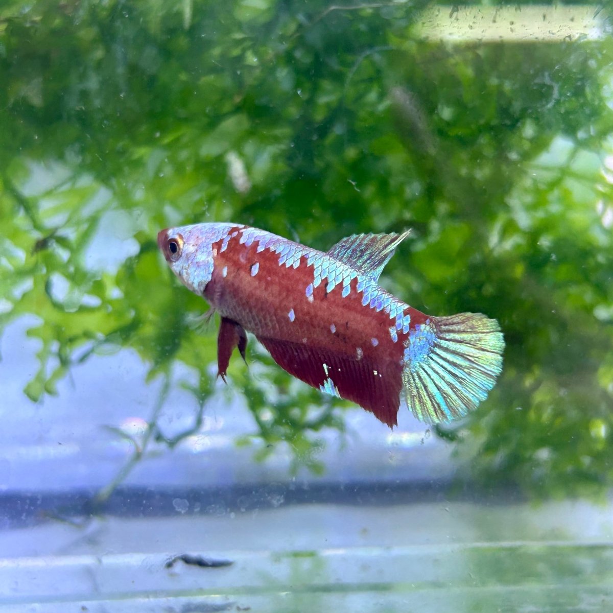 Betta Female Plakat Red Gold Galaxy 199 Female betta