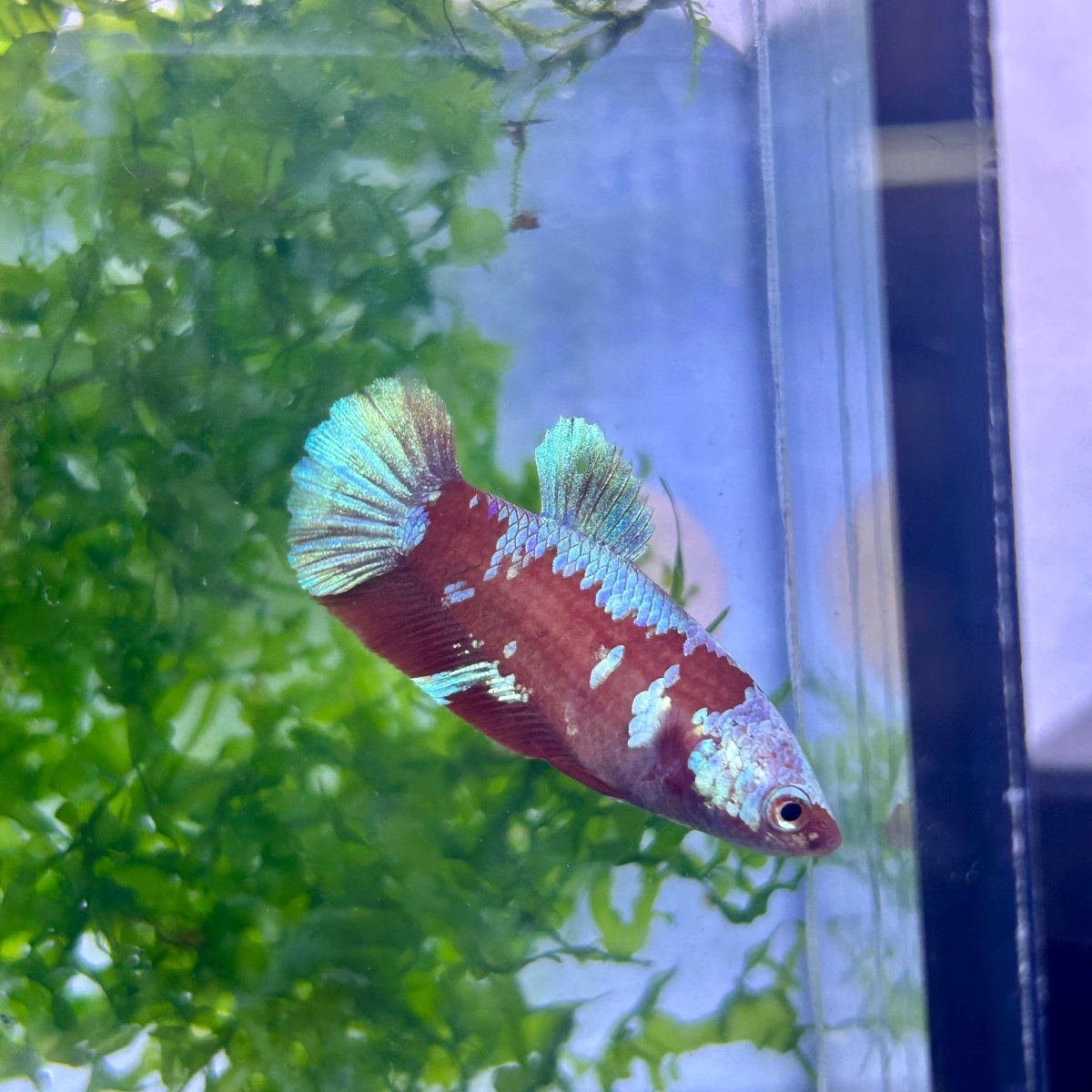 Betta Female Plakat Red Gold Galaxy 199 Female betta