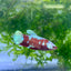 Betta Female Plakat Red Gold Galaxy 199 Female betta