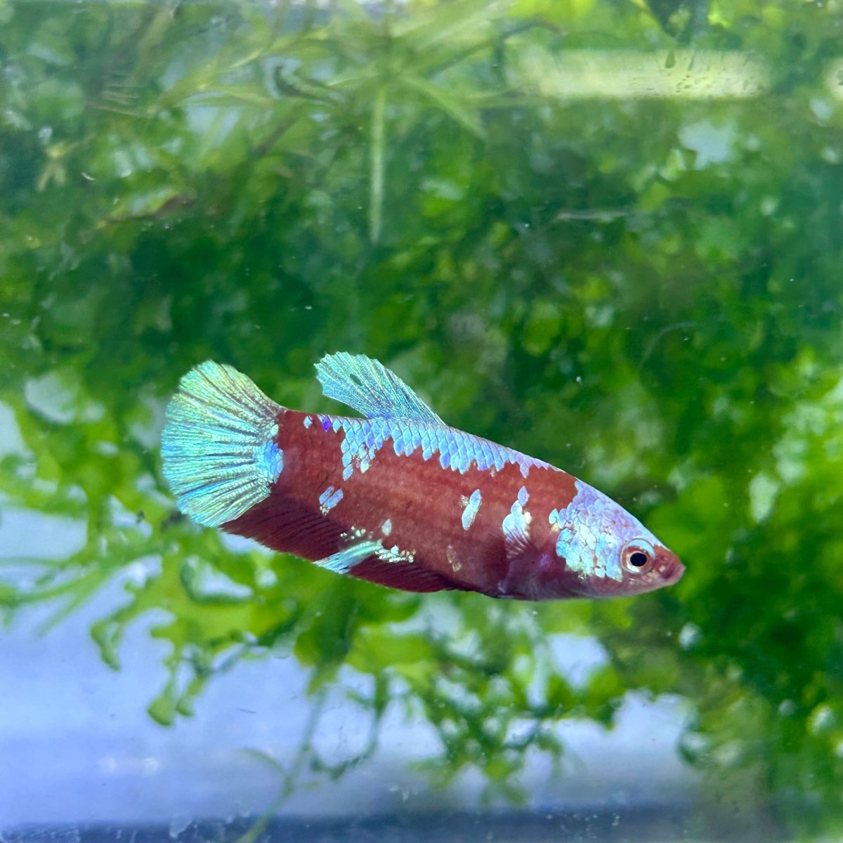 Betta Female Plakat Red Gold Galaxy 199 Female betta