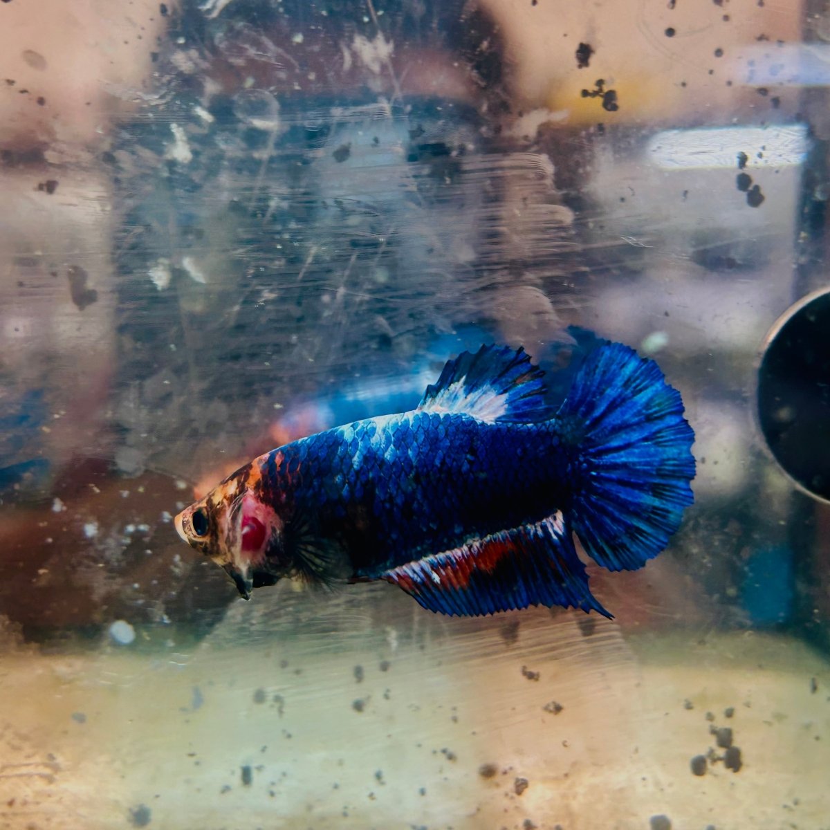 Betta Female Plakat Red Mascot #156